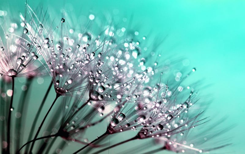 Delicate Details